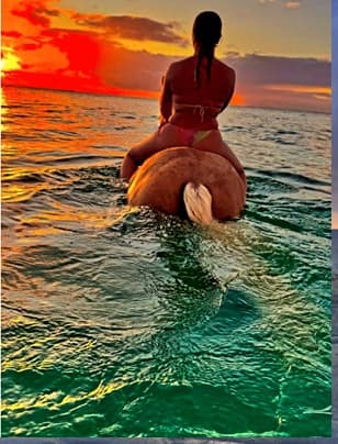 seahorse 005